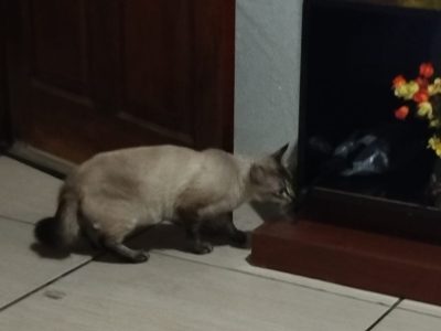 Pretinho (Adoção Urgente)