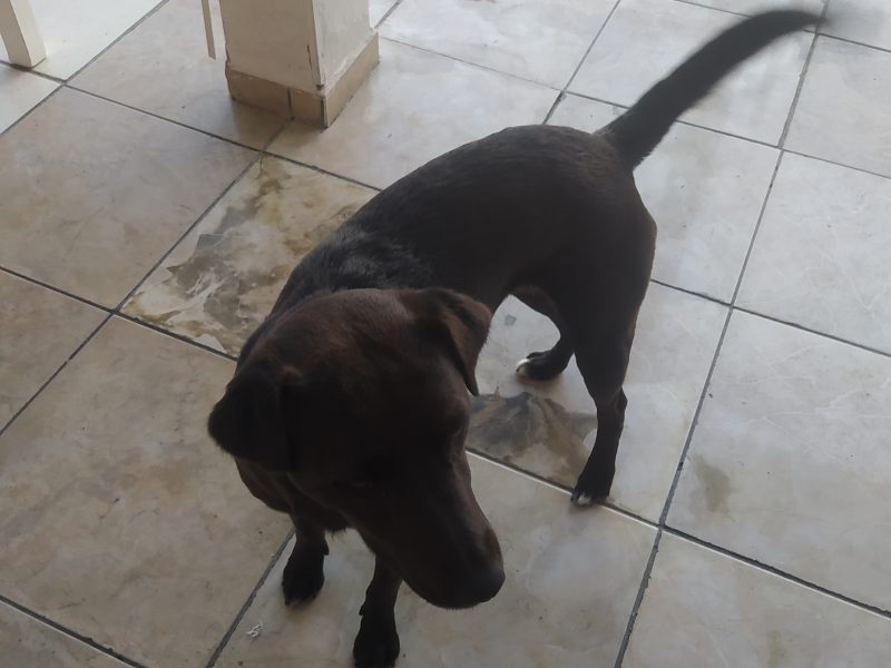 Princesa (Adoção Urgente)