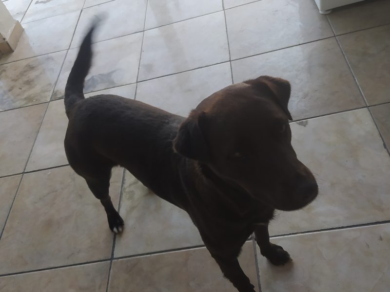 Princesa (Adoção Urgente)
