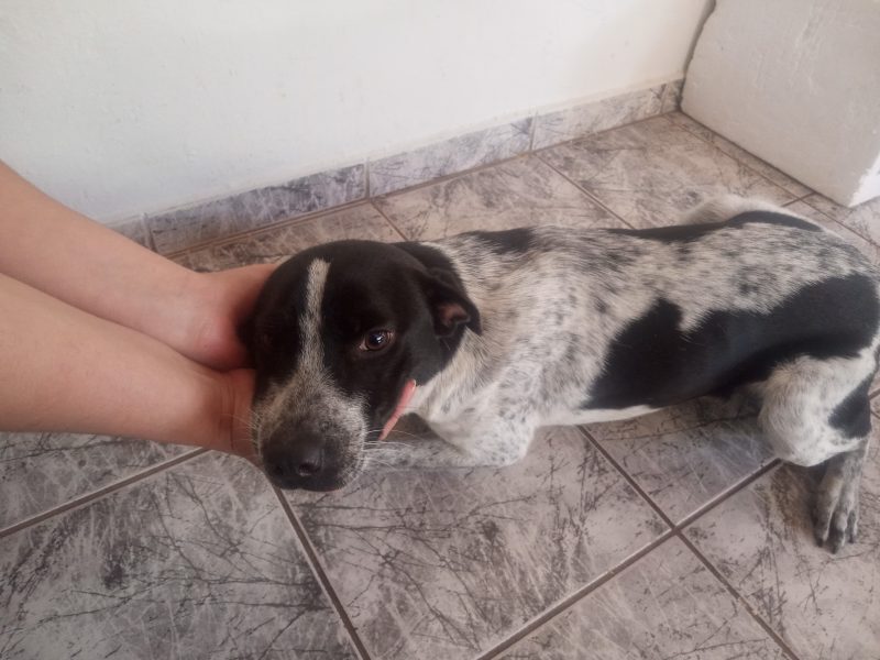 Eddy (Adoção Urgente)