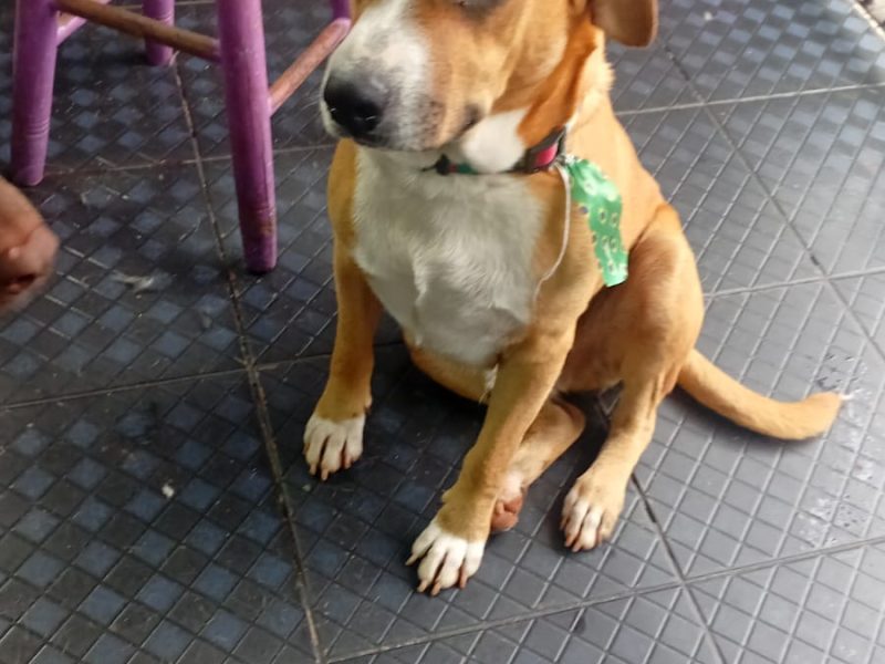 3 Cães (Adoção Urgente)