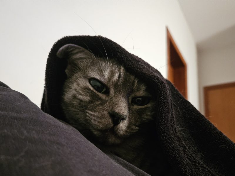 Mizi (Adoção Urgente)