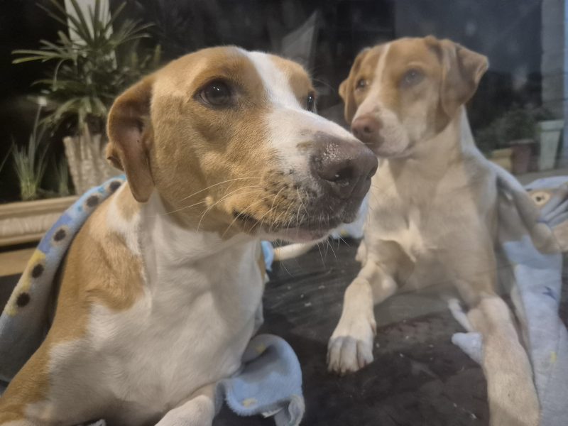 Zeus e Osiris (Adoção Urgente)