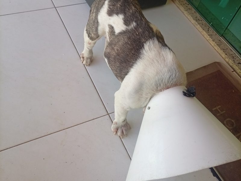 Nick (Adoção Urgente)