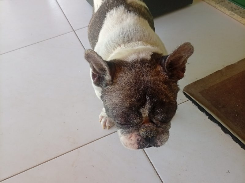 Nick (Adoção Urgente)