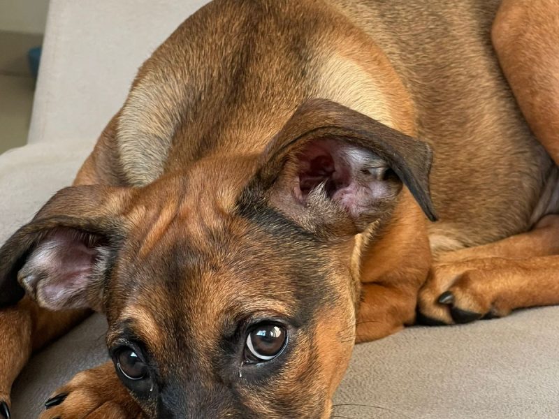 Ellie (Adoção Urgente)