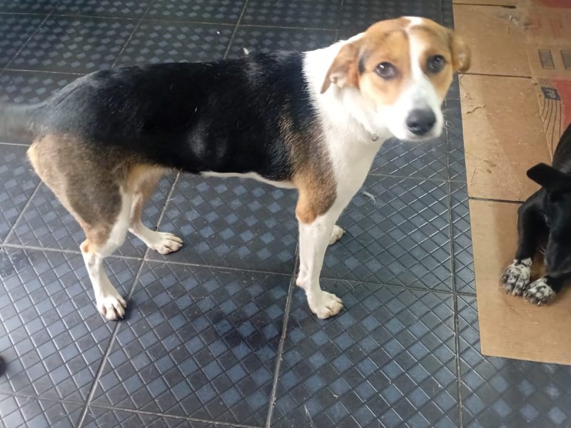 3 Cães (Adoção Urgente)