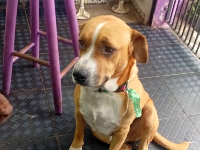 3 Cães (Adoção Urgente)