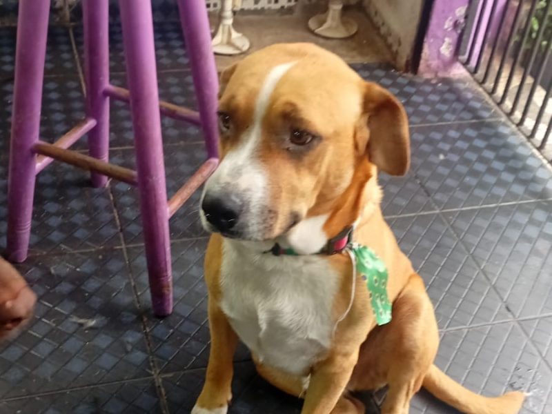 3 Cães (Adoção Urgente)