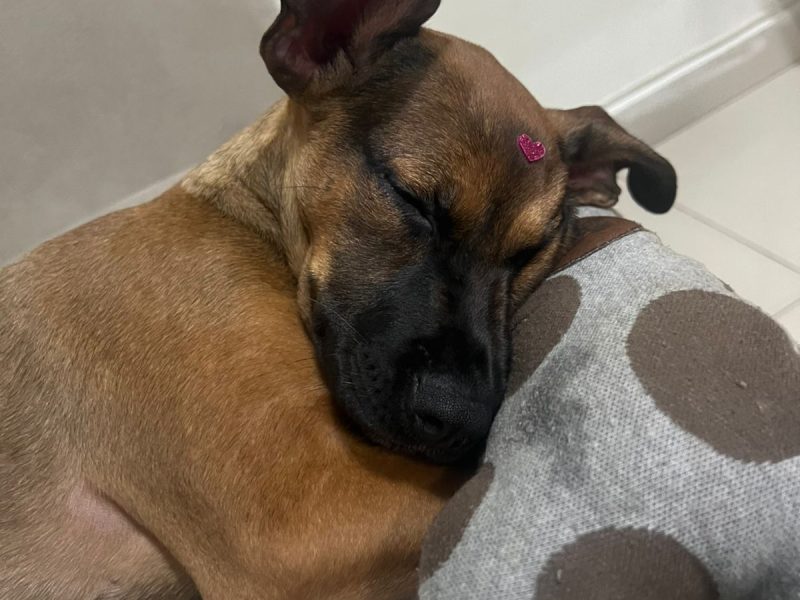 Ellie (Adoção Urgente)