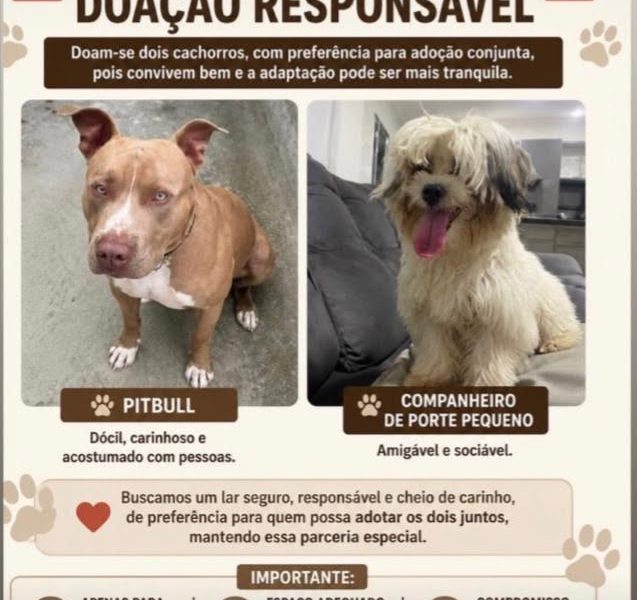 Taz e Timão (Adoção Urgente)