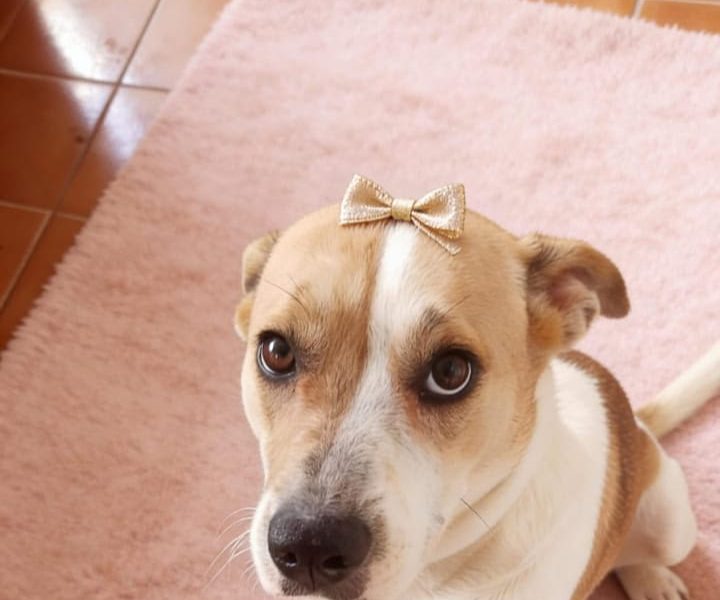 Zara (Adoção Urgente)