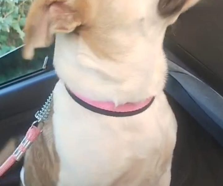 Zara (Adoção Urgente)