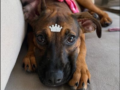 Ellie (Adoção Urgente)