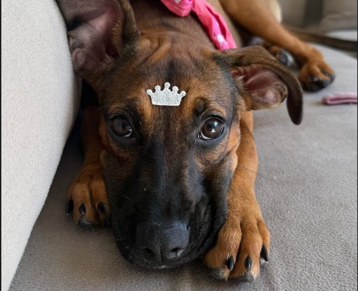 Ellie (Adoção Urgente)