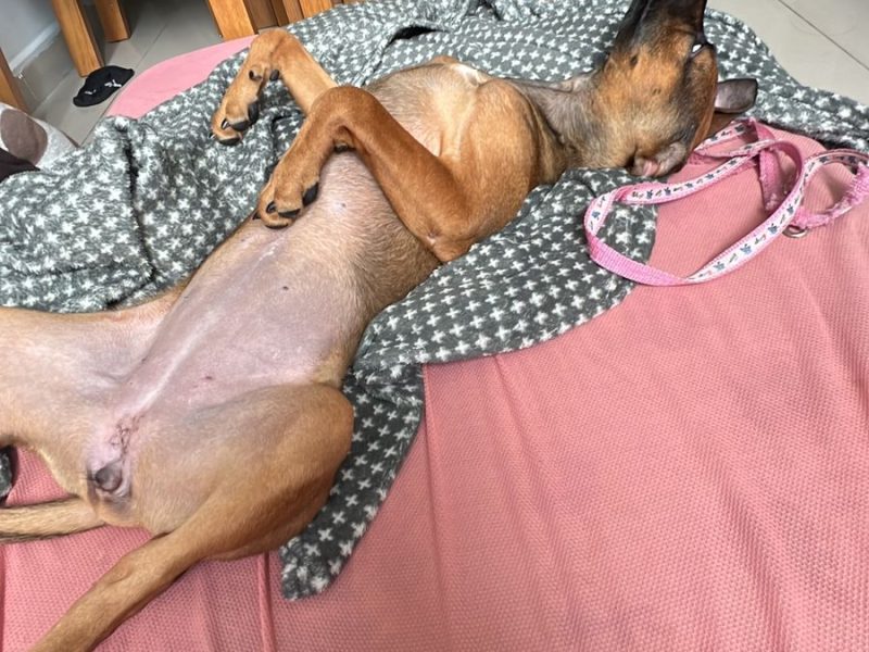 Ellie (Adoção Urgente)