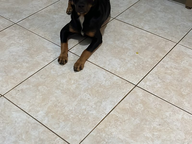 Theo (Adoção Urgente)