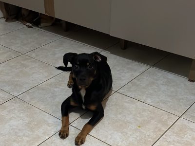 Theo (Adoção Urgente)