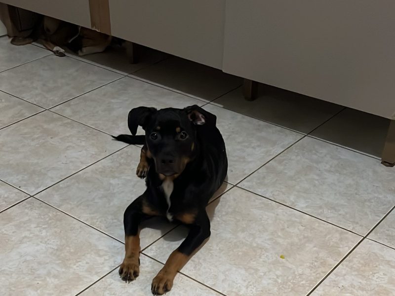 Theo (Adoção Urgente)