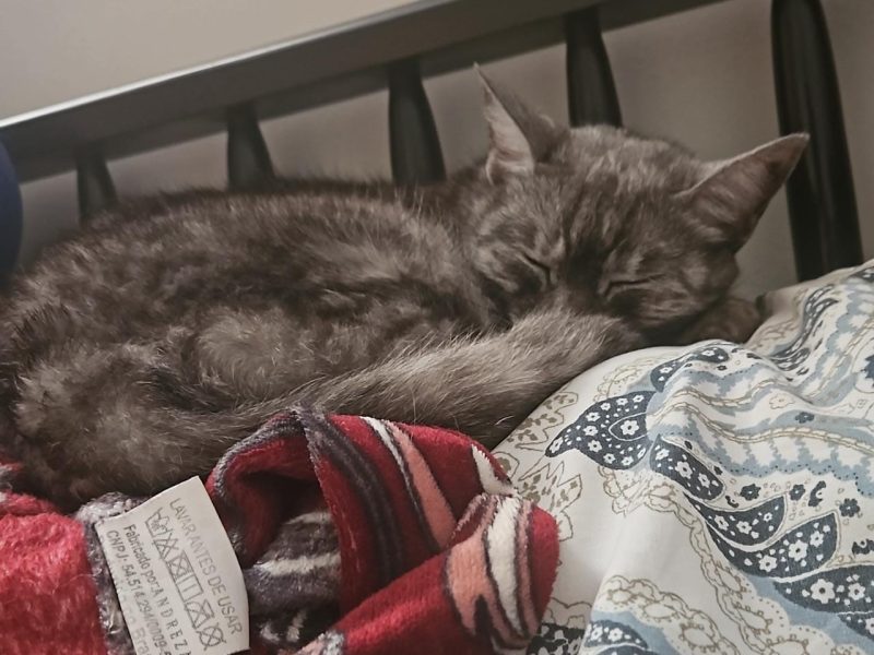 Mizi (Adoção Urgente)
