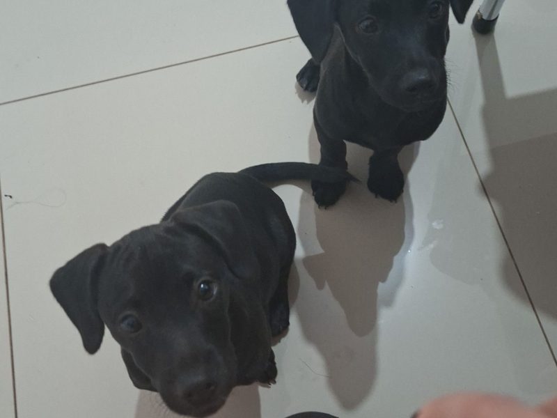 2 Cães (Adoção Urgente)