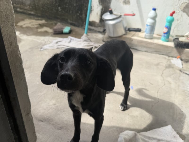 Rosalina (Adoção Urgente)