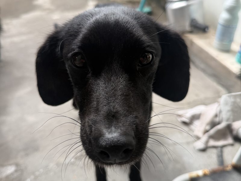 Rosalina (Adoção Urgente)