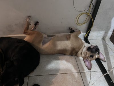 Gabriela (Adoção Urgente)