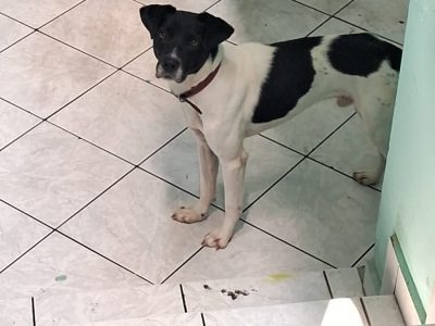 Joy (Adoção Urgente)
