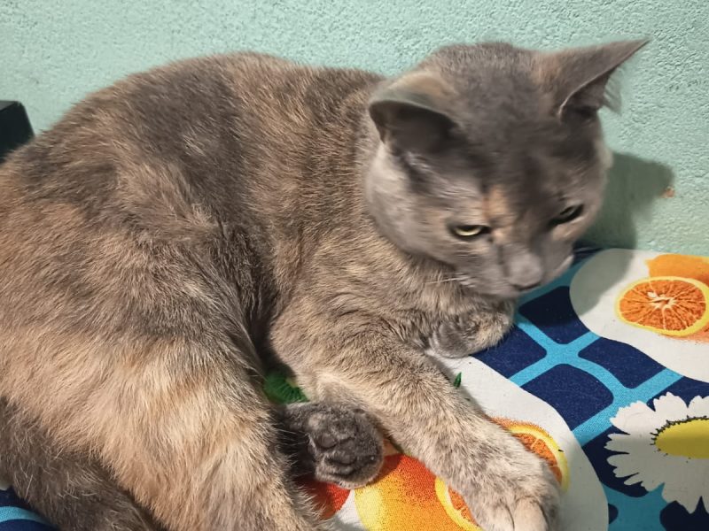 2 Gatos (Adoção Urgente)
