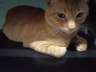 2 Gatos (Adoção Urgente)