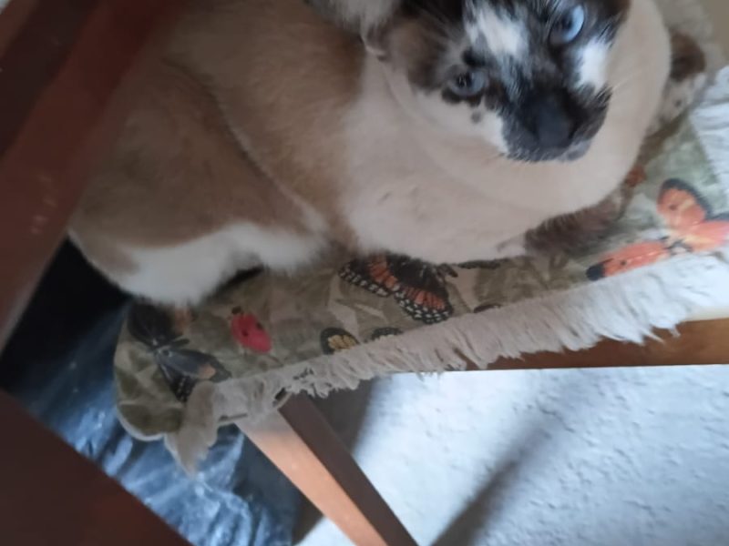 Gatos (Adoção Urgente)