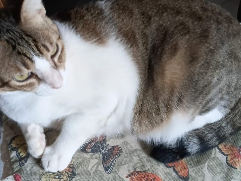 Gatos (Adoção Urgente)