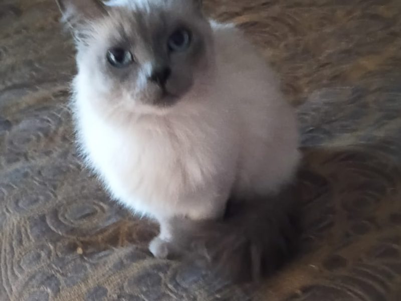 Gatos (Adoção Urgente)
