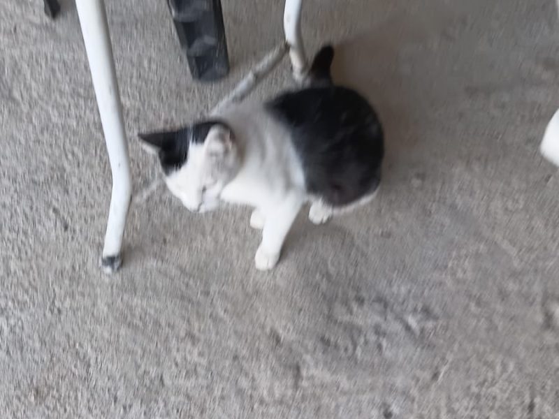 Gatos (Adoção Urgente)