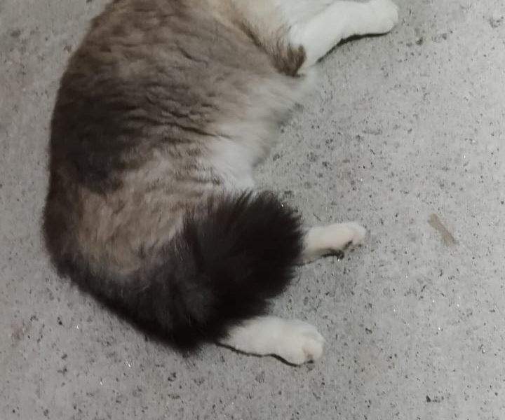 Gatos (Adoção Urgente)