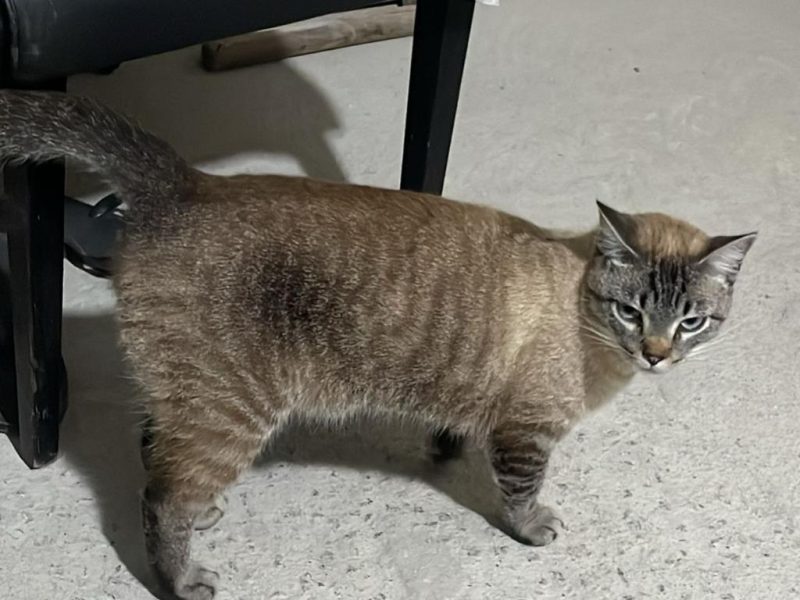 Gatos (Adoção Urgente)