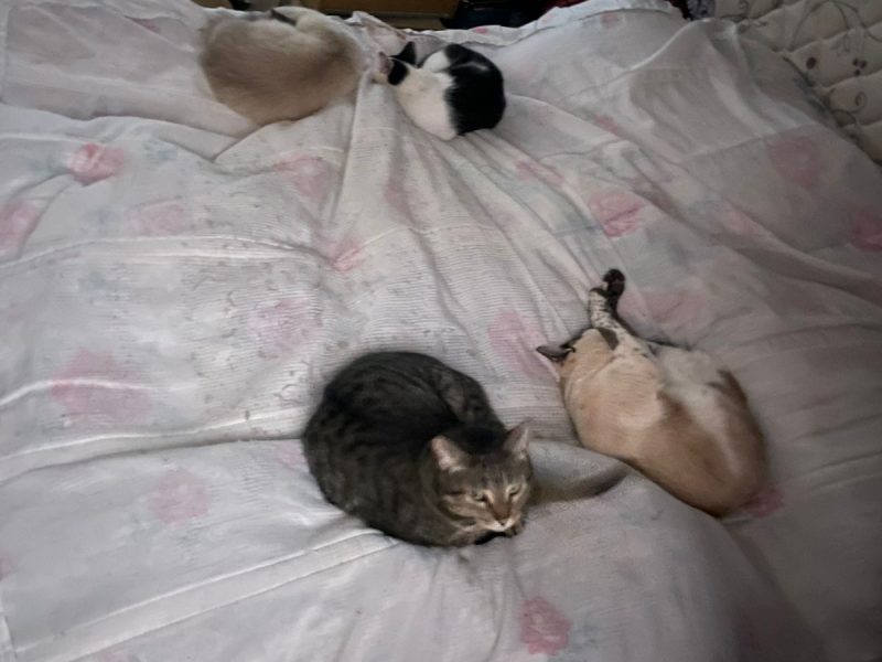 Gatos (Adoção Urgente)