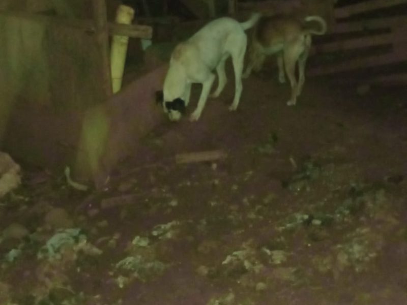3 Cães (Adoção Urgente)