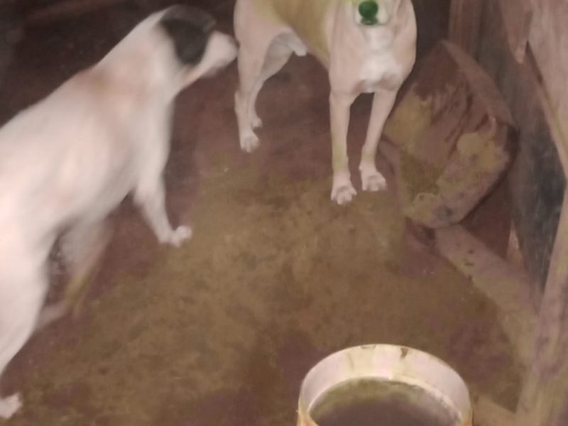 3 Cães (Adoção Urgente)