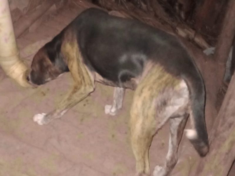 3 Cães (Adoção Urgente)