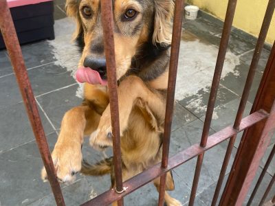 Porte M (Adoção Urgente)