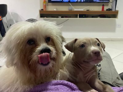 Taz e Timão (Adoção Urgente)