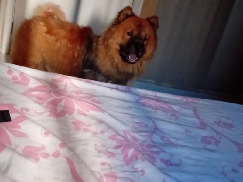 Chow Chow (Adoção Urgente)