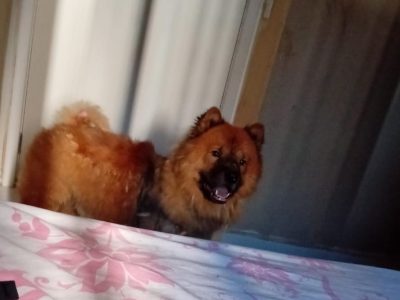 Chow Chow (Adoção Urgente)