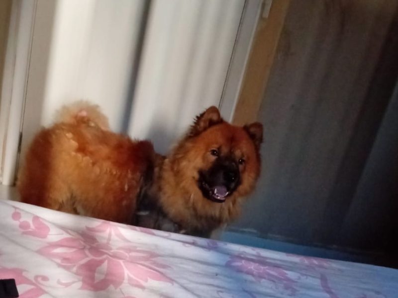 Chow Chow (Adoção Urgente)