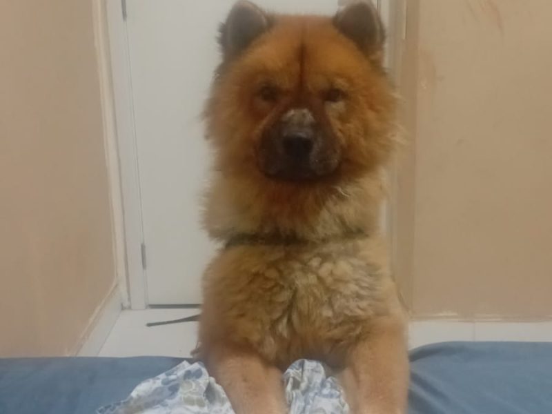 Chow Chow (Adoção Urgente)