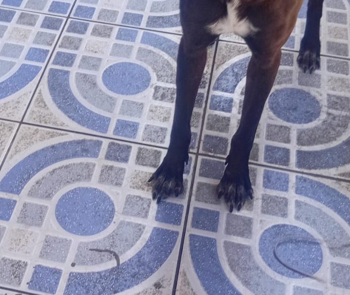 2 Cães (Adoção Urgente)