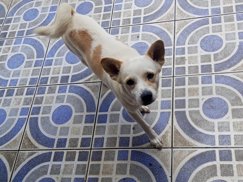 2 Cães (Adoção Urgente)