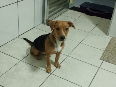 Porte P (Adoção Urgente)